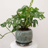 Mark Gambino ‘Chun’ Planters